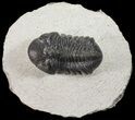 Austerops Trilobite With Nice Eyes - Morocco #54408-2